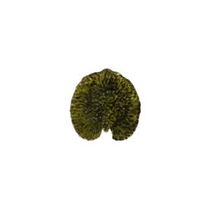 Feuille Alchemille en grès Forêt 17cm, Costa Nova