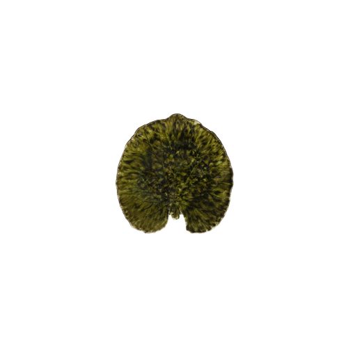 Feuille Alchemille en grès Forêt 17cm, Costa Nova